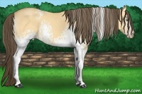 Horse Color:White Spotted Amber Cream Champagne Dun 