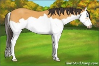 Horse Color:Buckskin Splash Frame 