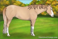 Horse Color:Gold Champagne Roan Splash 