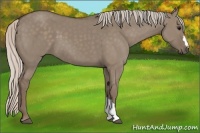 Horse Color:Silver Grullo