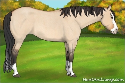 Horse Color:Bay Roan Dun Splash