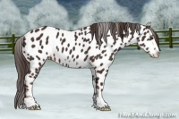 Horse Color:Liver Chestnut Frame Appaloosa 