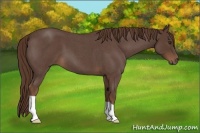Horse Color:Liver Red Roan 