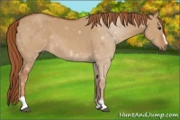 Horse Color:Red Dun Sabino 
