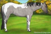 Horse Color:Grullo Roan Tobiano