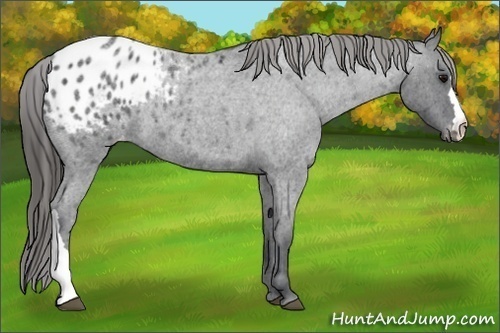 Horse Color:Blue Roan Appaloosa