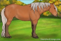 Horse Color:Silver Bay 