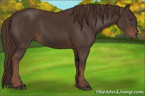 Horse Color: Liver Chestnut 