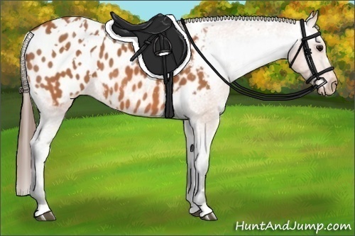 Horse Color: White Spotted Bay Blanket 