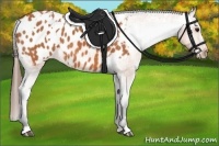 Horse Color:White Spotted Bay Appaloosa 