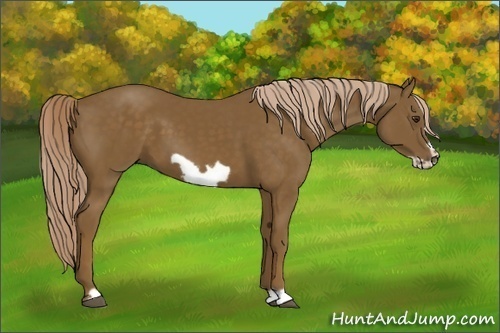 Horse Color: Chocolate Palomino Frame 