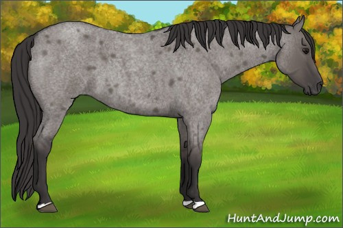 Horse Color: Unknown 