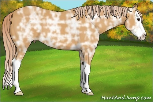 Horse Color: Palomino Ice Sabino Splash 