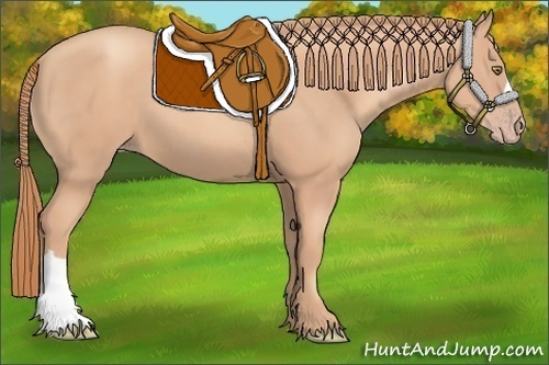 Horse Color:Gold Champagne