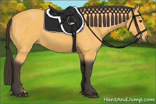 Horse Color:Buckskin 