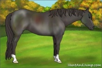 Horse Color:Smoky Black 