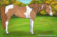 Horse Color:Chestnut Splash Tobiano 