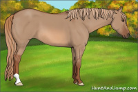Horse Color:Liver Red Dun 