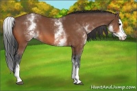 Horse Color:White Spotted Bay Sabino Splash 