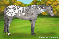 Horse Color:White Spotted Black Appaloosa 