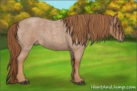 Horse Color:Red Roan 