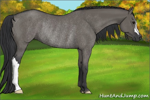 Horse Color: Grullo Rabicano 