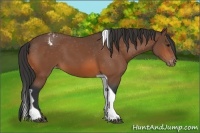 Horse Color:Bay Tobiano Appaloosa