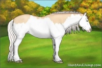 Horse Color:Silver Amber Champagne Dun Splash 