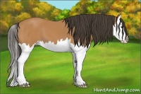 Horse Color:Bay Splash 