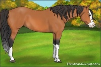 Horse Color:Bay Splash 
