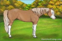 Horse Color:Chestnut Splash 