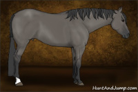 Horse Color:Grullo 