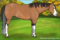 Horse Color:Bay Splash 