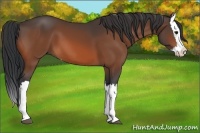 Horse Color:Bay Splash 