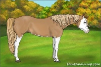 Horse Color:Chestnut Splash 