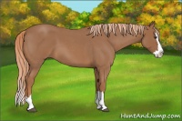 Horse Color:Red Roan Splash 