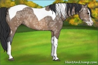 Horse Color:Brown Ice Dun Splash Tobiano