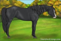 Horse Color:Black Splash