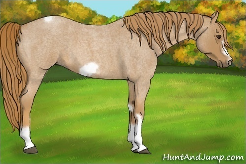 Horse Color: Red Roan Tobiano Frame 