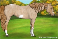 Horse Color:Red Roan Tobiano Frame