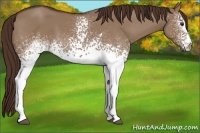 Horse Color:White Spotted Liver Red Dun 