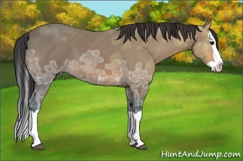 Horse Color: Bay Ice Splash 