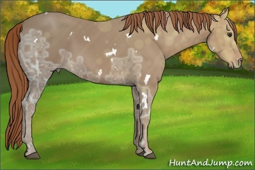 Horse Color: White Spotted Chestnut Ice 