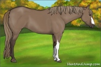 Horse Color:Liver Red Dun 