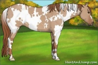 Horse Color:White Spotted Red Dun 