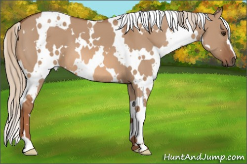 Horse Color: White Spotted Liver Red Dun 
