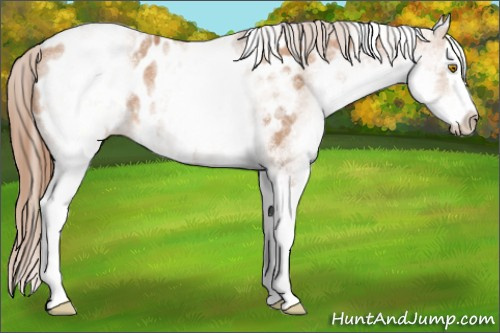 Horse Color: White Spotted Brown Pearl Splash Near Leopard 