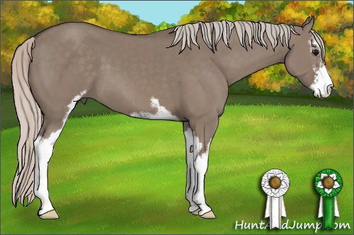 Horse Color: Silver Grullo Sabino 