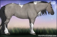 Horse Color:Grullo Roan Tobiano 
