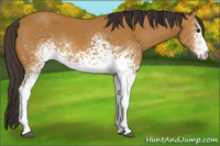 Horse Color:White Spotted Buckskin 